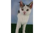 Adopt Tadpole a Domestic Short Hair