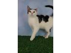 Adopt Toad a Domestic Short Hair