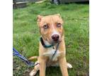 Adopt Norman a Siberian Husky, American Staffordshire Terrier