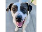 Adopt Watson a Pit Bull Terrier, Great Pyrenees