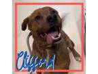 Adopt Clifford a American Staffordshire Terrier, Rottweiler