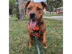 Adopt Clifford a American Staffordshire Terrier, Rottweiler