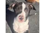 Adopt Creed a Pit Bull Terrier