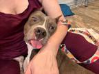 Adopt Julio a Pit Bull Terrier