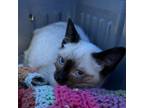 Adopt Jag a Siamese