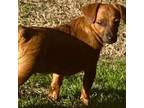 Adopt **DAN** a Dachshund, Jack Russell Terrier
