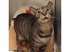 Adopt Stumpy a Domestic Short Hair, Tabby