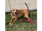 Adopt Mack a Black Mouth Cur