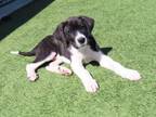 Adopt Floyd a Labrador Retriever, Border Collie