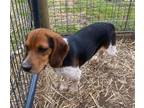 Adopt Homer a Beagle, Basset Hound