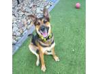 Adopt PoPo a German Shepherd Dog