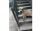 Adopt Bruce a American Staffordshire Terrier