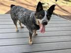 Adopt Rocket a Australian Cattle Dog / Blue Heeler