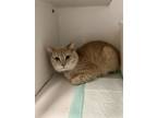 Adopt Micky a Domestic Short Hair