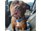 Adopt Chocolate a American Staffordshire Terrier