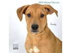 Adopt Scooby a Labrador Retriever