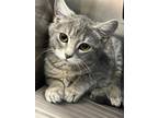 Adopt Ringo a Domestic Short Hair