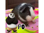Adopt Po a Guinea Pig