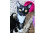 Adopt Clarence a Bombay, Domestic Short Hair