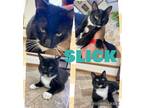 Adopt SLICK a Tuxedo