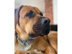 Adopt JD a Mastiff