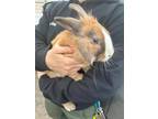 Adopt Moose a Lionhead