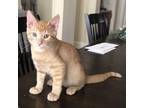 Adopt Waco a Tabby