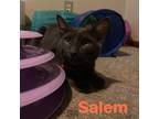 Adopt Salem "Sponsored Fee" a Domestic Short Hair