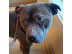 Adopt Borman a Pit Bull Terrier