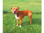 Adopt Clifford a Pit Bull Terrier, Mixed Breed