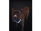 Adopt Esco a Pit Bull Terrier, Mixed Breed
