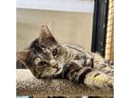 Adopt Meowey a Domestic Short Hair