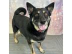 Adopt Scooby *I Want to Be Your Adventure Buddy!* a German Shepherd Dog