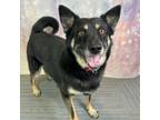 Adopt Scooby a German Shepherd Dog