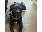 Adopt Coal a American Staffordshire Terrier