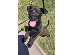 Adopt Toby a Labrador Retriever