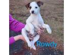 Adopt Rowdy a Labrador Retriever, Jack Russell Terrier