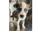 Adopt Tio a Husky, Pit Bull Terrier