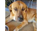 Adopt Freddie a Yellow Labrador Retriever, Hound