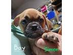 Adopt Simon a Pug