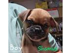 Adopt Shamus a Pug