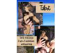 Adopt Talbot a Labrador Retriever, Australian Shepherd
