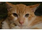 Adopt Flame a Domestic Short Hair