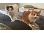 Adopt Duey and Roxy a Domestic Short Hair