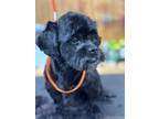 Adopt Munchkin a Shih Tzu