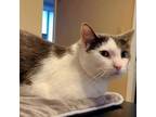 Adopt David a Domestic Medium Hair