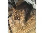 Adopt Marley a Yorkshire Terrier