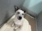 Adopt Terry a Cattle Dog