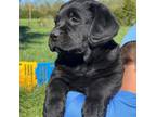 Labrador Retriever Puppy for sale in Beaverdam, VA, USA