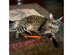 Adopt Liam a Domestic Medium Hair, Tabby